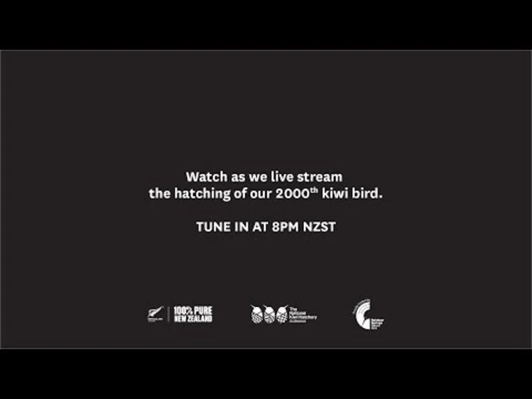 Image: Watch a special kiwi bird hatch live!