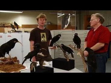 Image: Who Killed The Huia - Tales from Te Papa episode 96
