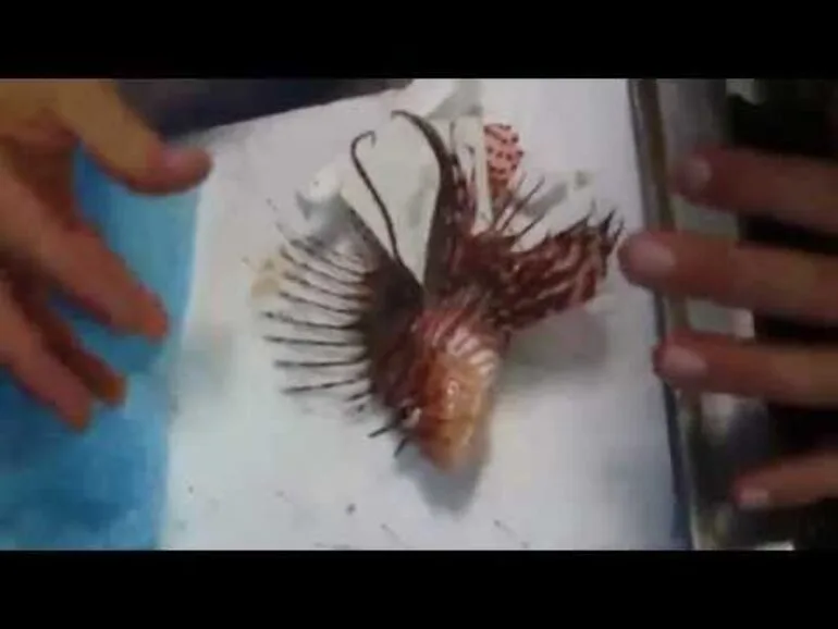 Image: Zebra Lionfish - Kermadec Expedition