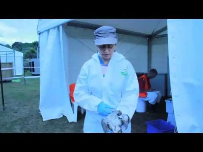 Image: Rena Oil Spill