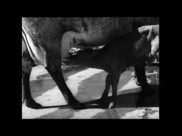 Image: Efficient Machine Milking (1949)