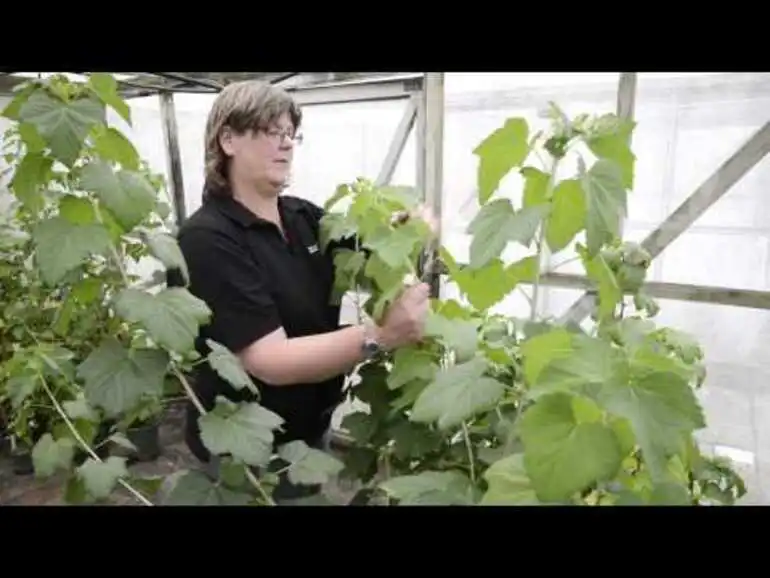 Image: Black Pearls - Breeding new Blackcurrant varieties in NZ