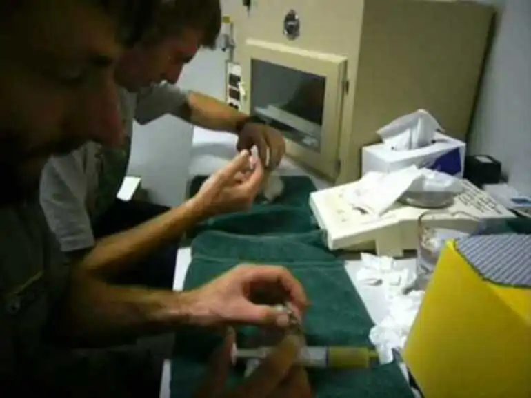 Image: Feeding a kakapo chick