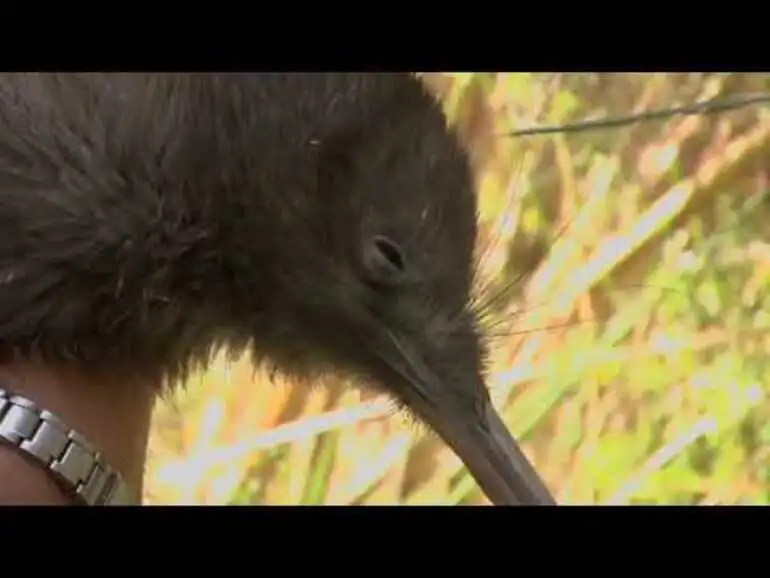 Image: Meet the Locals: Stewart Island kiwi