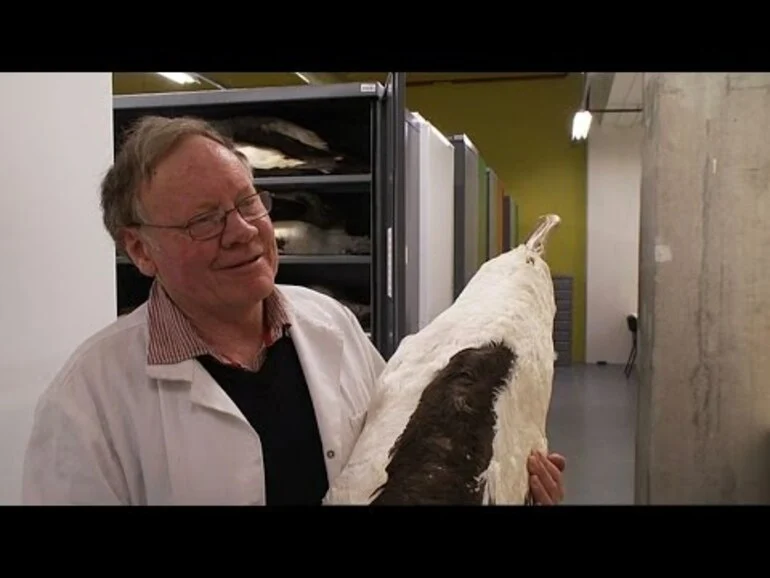 Image: Albatross - Tales from Te Papa episode 5