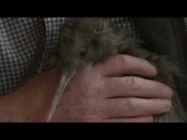 Image: Meet the Locals: Cape kiwi