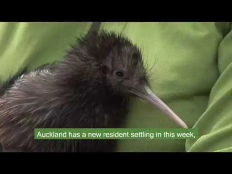 Image: Motutapu Kiwi Release