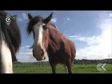 Image: New home required for Hobbit horses: RNZ Checkpoint