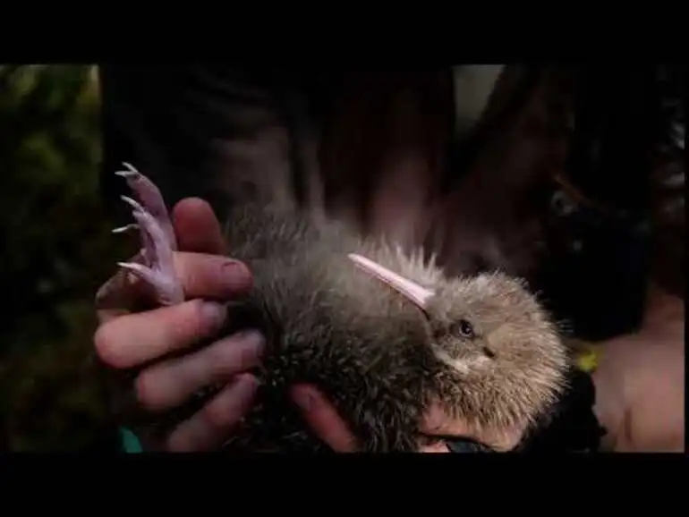 Image: Kiwi chick due to get a transmitter by Mat Goodman