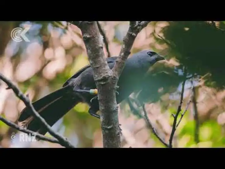 Image: Worry as rats devastate start of kokako breeding season