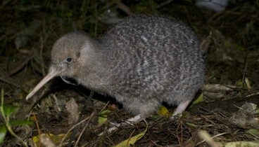 Image: Animals (New Zealand)