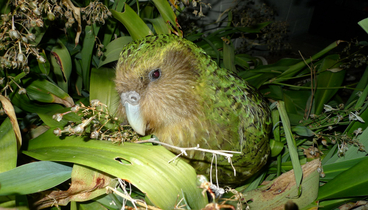 Image: New Zealand birds