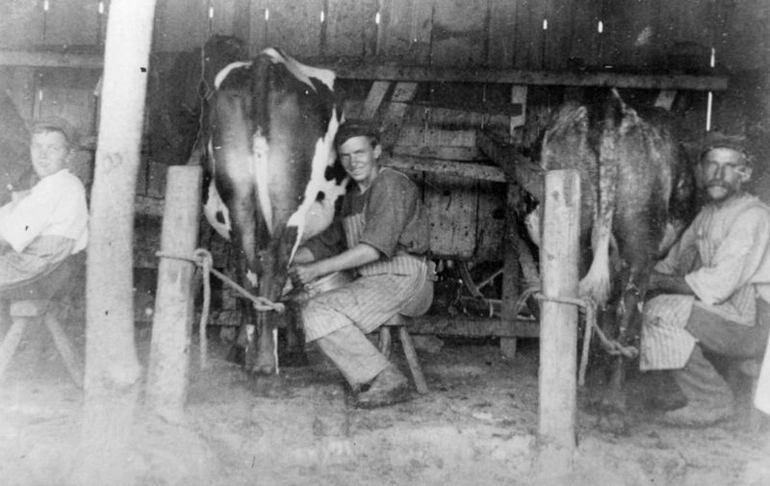 Image: Photograph of Men in Milking Shed