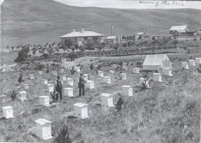 Image: Beehives at Hamilton residence, Ikawai