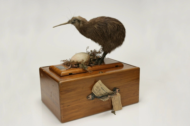 Image: 1924-25 'Invincibles' All Blacks Kiwi Mascot