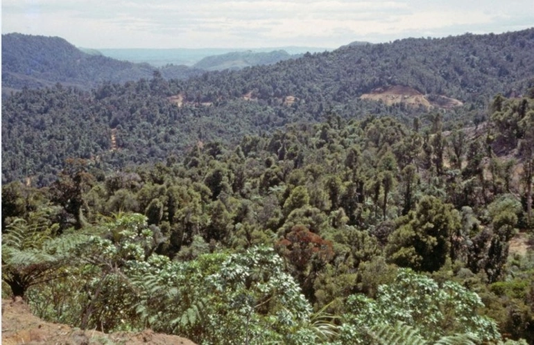 Image: Photograph, Kopu-Hikuai Road
