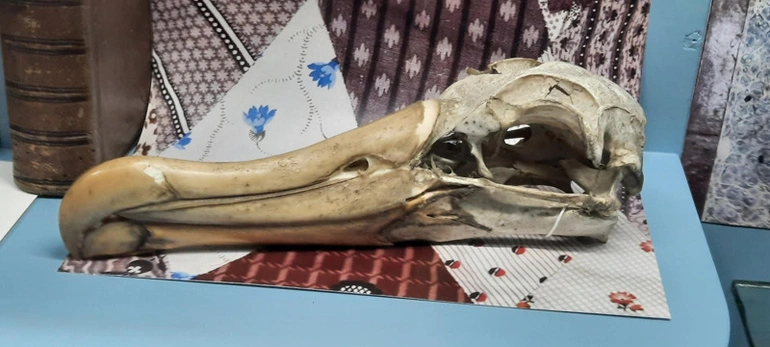 Image: Albatross Skull