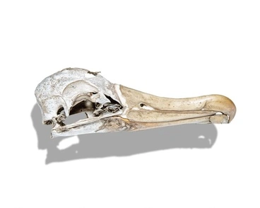Albatross Skull Image: Albatross Skull