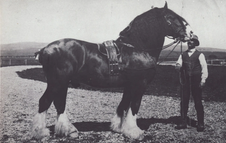 Image: Photograph [Awa Moa II, Clydesdale with Jack Sayers]