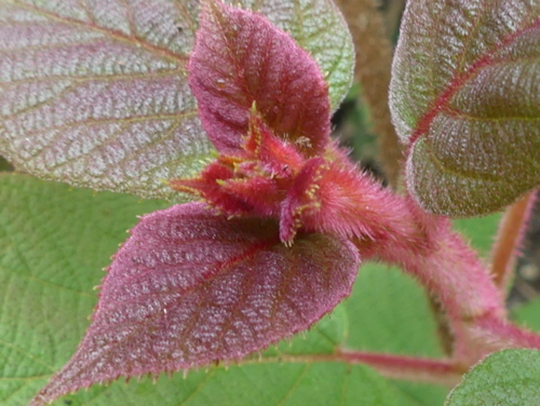Image: Chinese gooseberry