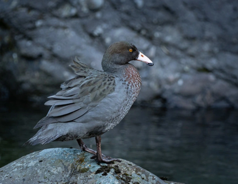 Image: Blue Duck