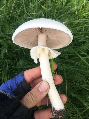 Image: gilled mushrooms