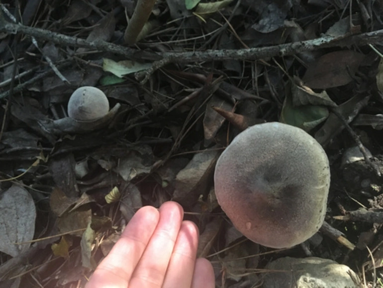 Image: gilled mushrooms