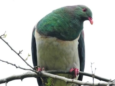 Image: New Zealand Pigeon