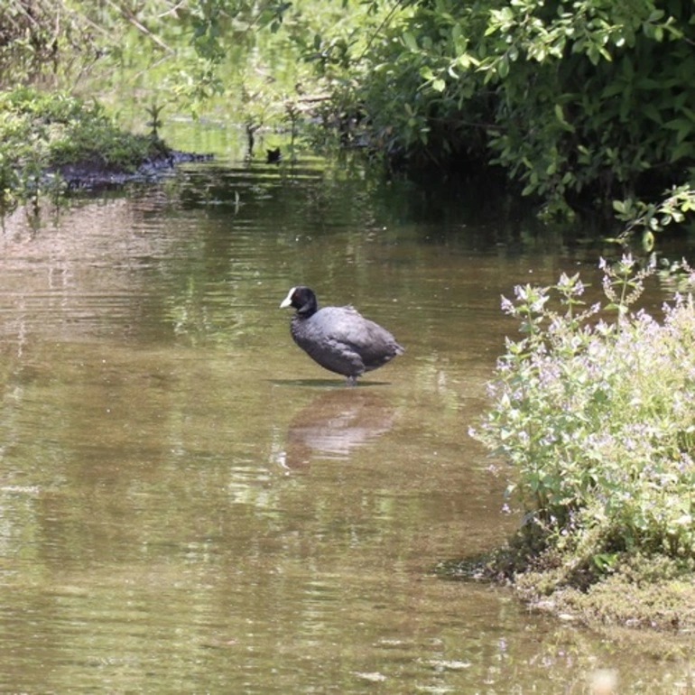 Image: Australasian Coot