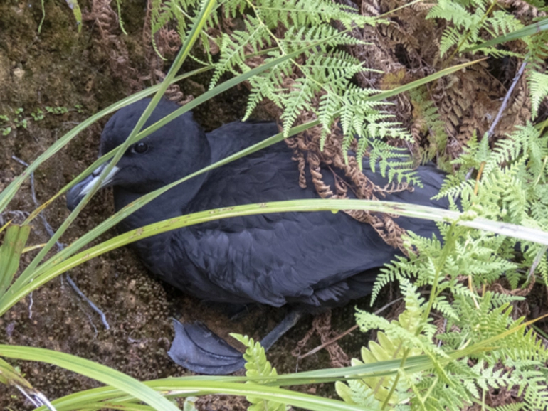 Image: Westland Petrel
