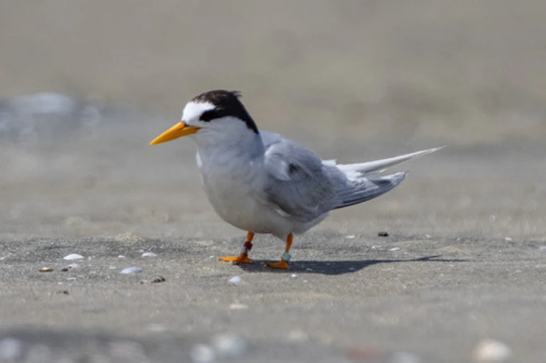 Image: New Zealand Fairy Tern