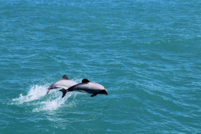 Image: Hector's Dolphin