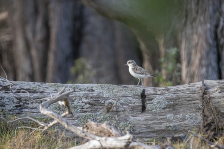 Image: Northern Red-breasted Plover