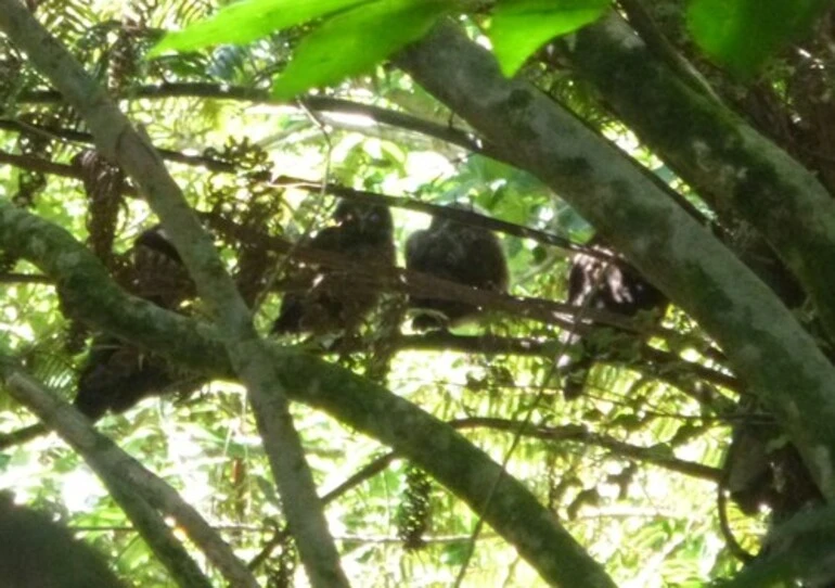 Image: Morepork