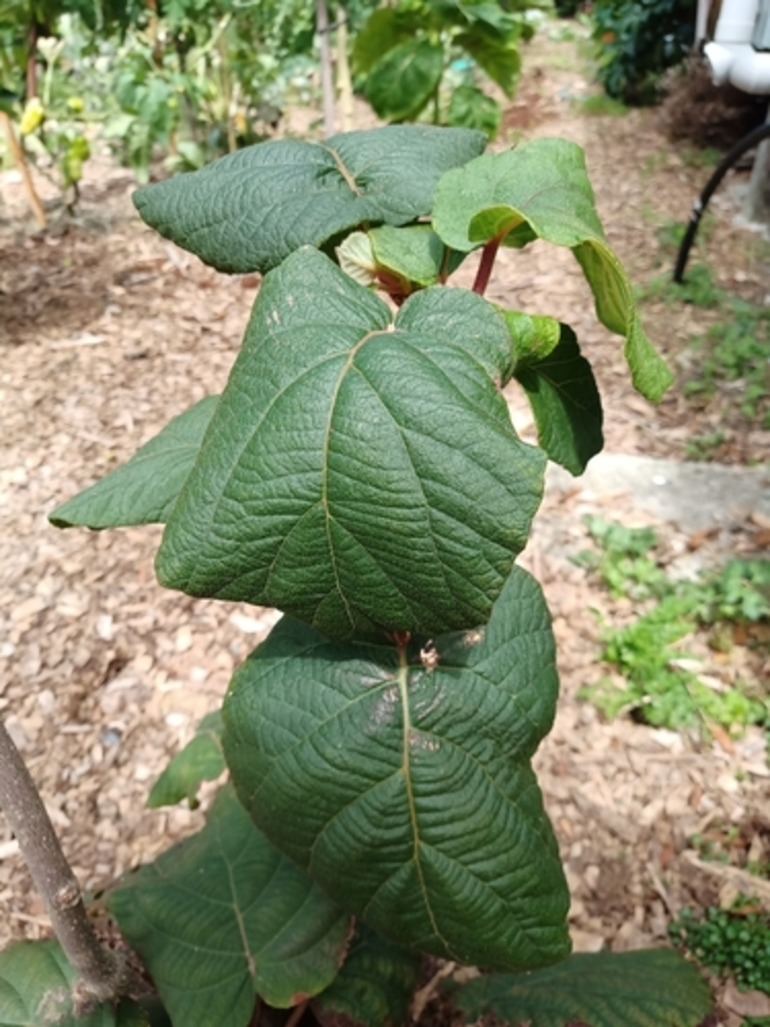 Image: Chinese gooseberry