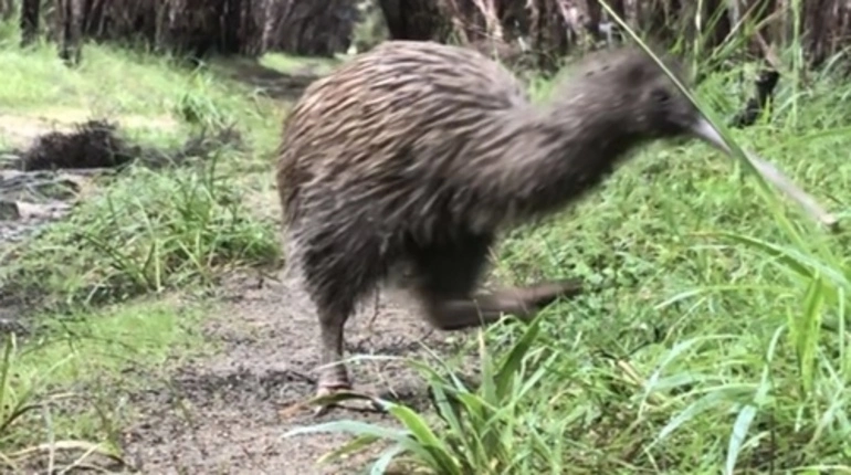 Image: Stewart Island Brown Kiwi