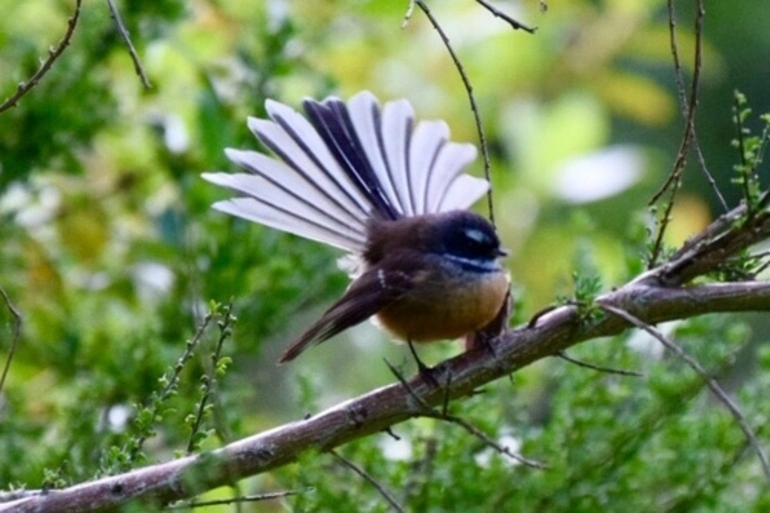 Image: North Island Fantail