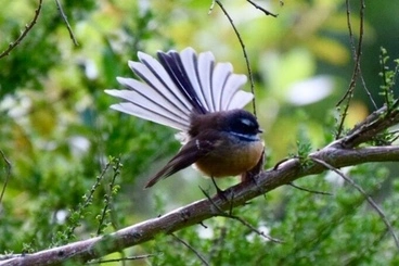 North Island Fantail Image: North Island Fantail