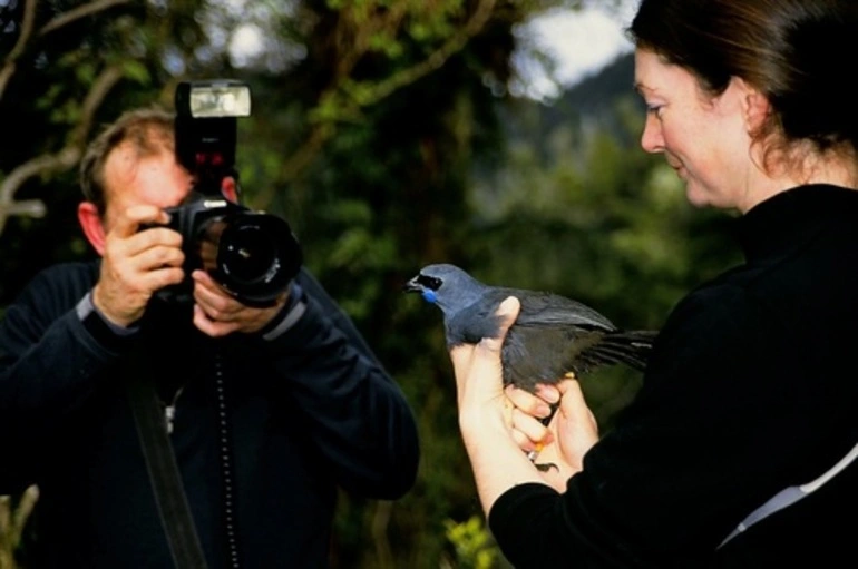 Image: North Island Kokako