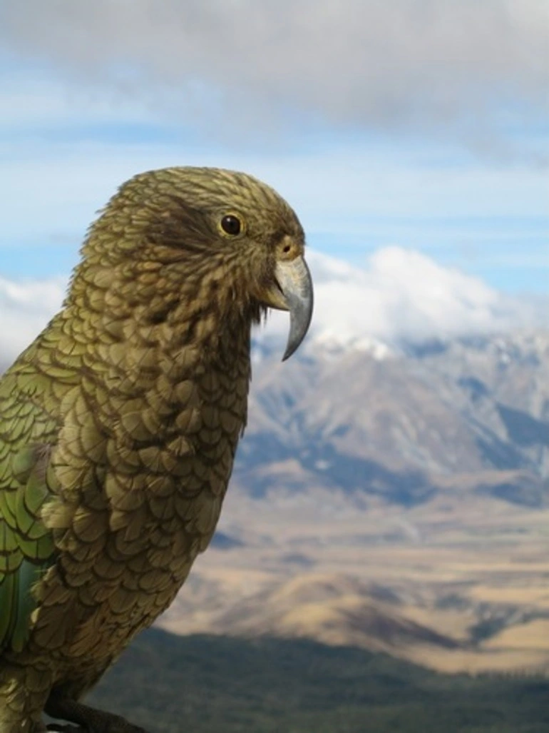 Image: Kea