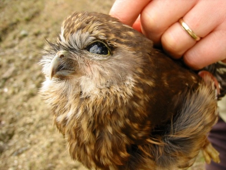 Image: Morepork