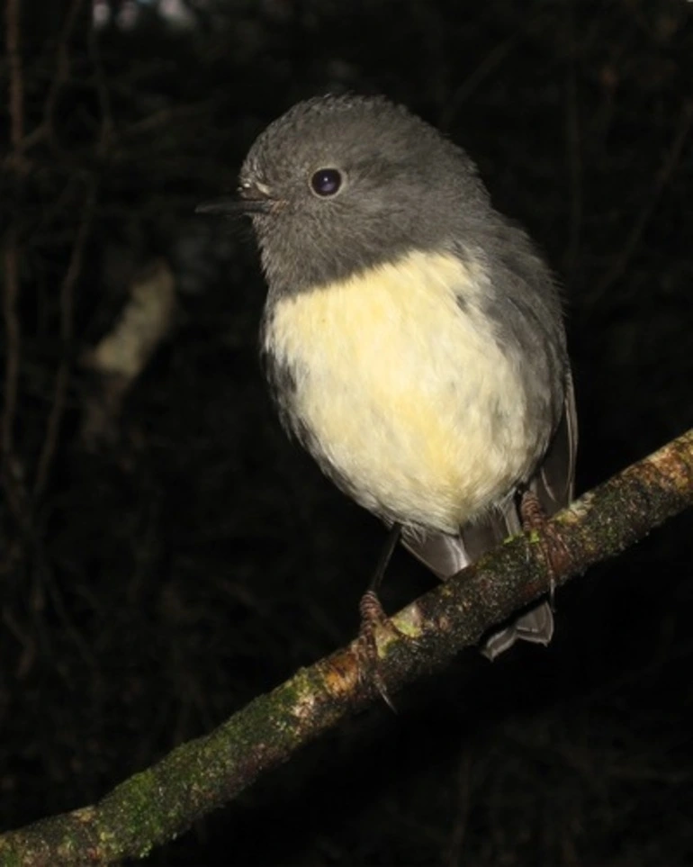 Image: South Island Robin