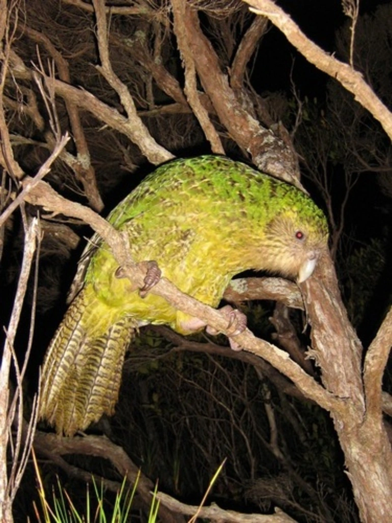 Image: Kākāpō