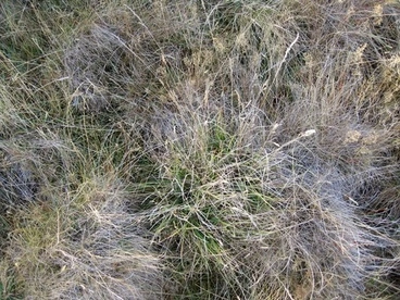 Cocksfoot Image: Cocksfoot