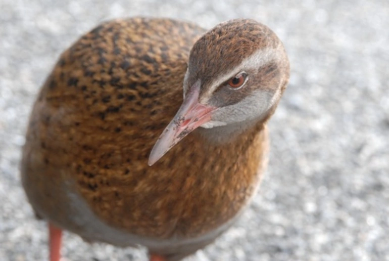 Image: Weka