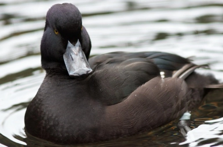 Image: New Zealand Scaup