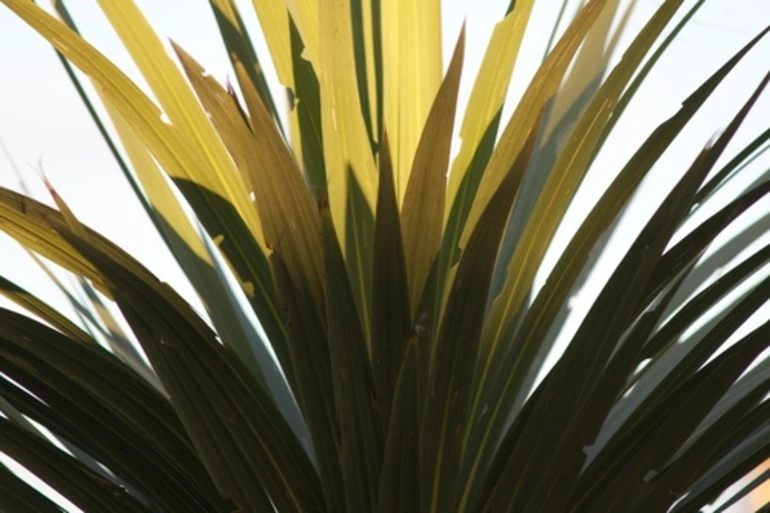 Image: New Zealand cabbage tree