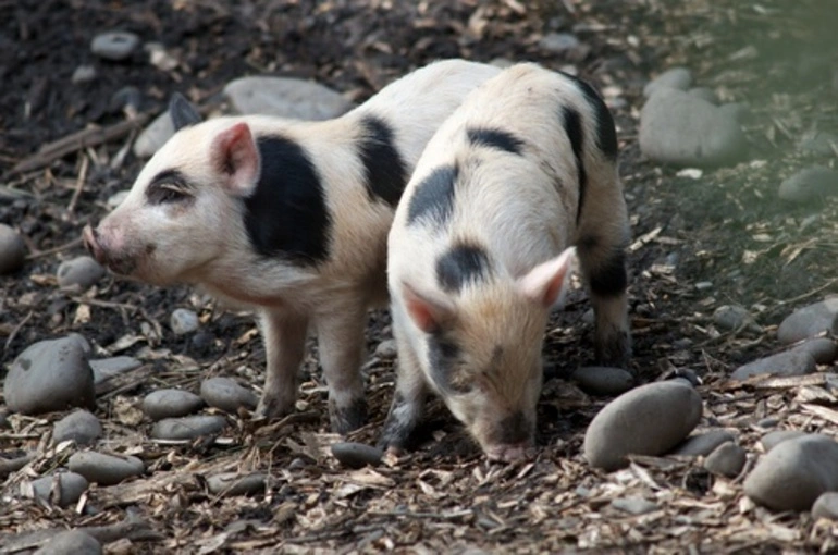 Image: Domestic Pig