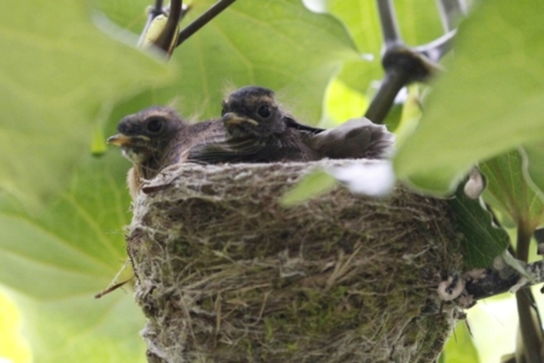 Image: North Island Fantail