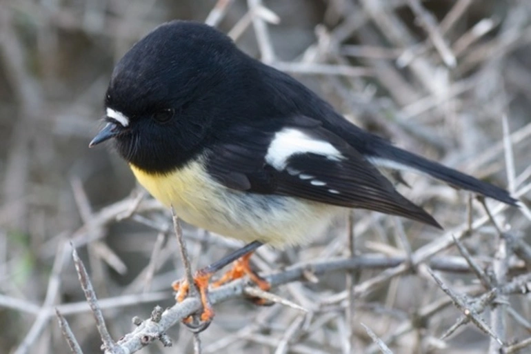 Image: South Island Tomtit